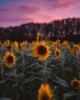 Алмазна мозаїка "Подосолухи в багровому заході", на підрамнику 30*40 см, у кор. 41*31*2,5см, ТМ Dreamtoys