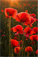 Алмазна мозаїка "Поле маків на заході", без підрамника, 35*45 см, ТМ Dreamtoys