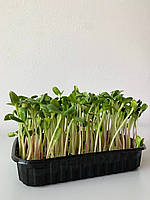 Мікрозелень Соняшника