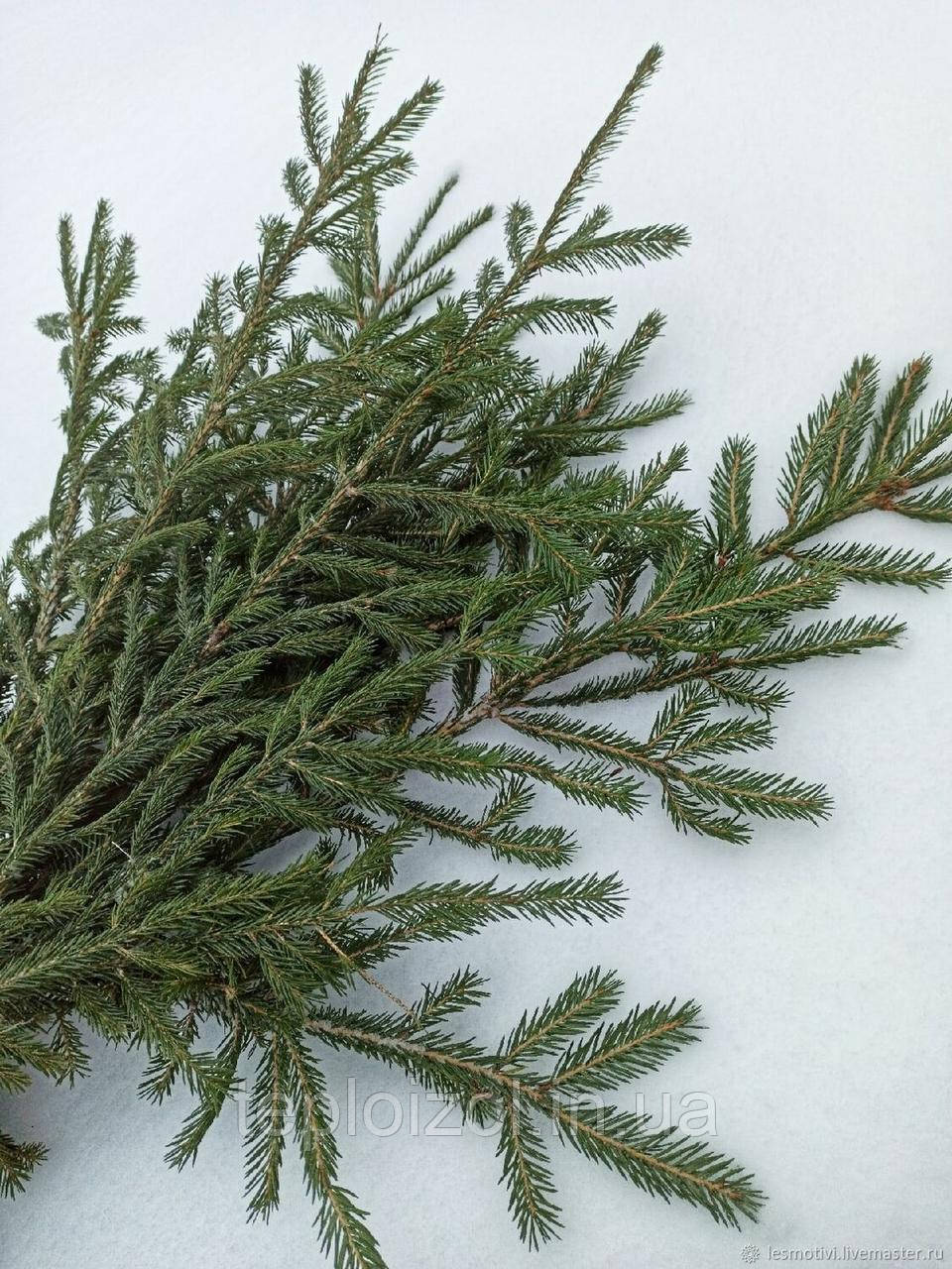 Натуральна карпатська хвойна гілка зі смереки, фото 1