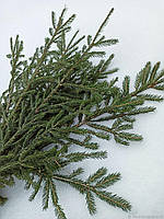 Ялинкові гілки натуральні 3 штуки