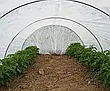 Спанбонд 17 г/м² 1.6 х 50м "Shadow" (Чехія) 4% агроволокно для рослин, фото 10