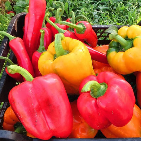 Насіння перцю