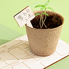 Набір для вирощування рослин для дітей з насінням "Домашня теплиця", Зелений / Дитячий набір садівника, фото 6