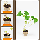 Набір для вирощування рослин для дітей з насінням "Домашня теплиця", Зелений / Дитячий набір садівника, фото 7