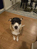 Маска для собак Бэтмэн Batman собачья Batdog