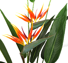 Штучна рослина Engard Strelitzia, 140 см (DW-09), фото 3