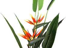 Штучна рослина Engard Strelitzia, 140 см (DW-09), фото 6