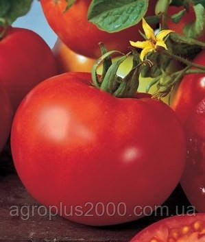 Насіння Томат детермінантний Джина 0,1 грама SeedEra, фото 2