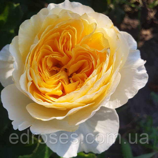 Үйдегі жас жалаңаш қыз