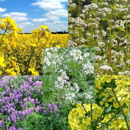 Сидерати та кормові культури