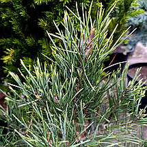 Сосна Брентмор Блонд / С5 / h 80-100 / Pinus Brentmoor Blonde, фото 6