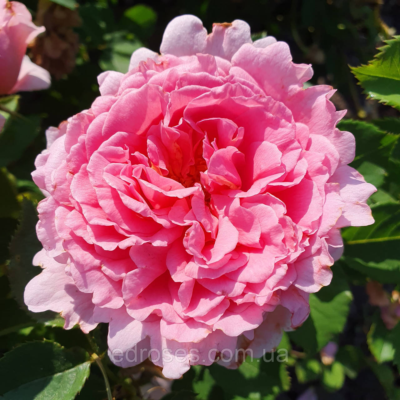 Б'єнвеню (Bienvenue ), фото 1