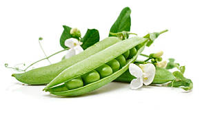 Горох Spark seeds Мегасайз 100 000 насінин 24,3 кг