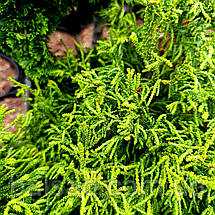 Кіпарисовик Бріджит / С10 / h 40-55 / Chamaecyparis Brigitte, фото 5