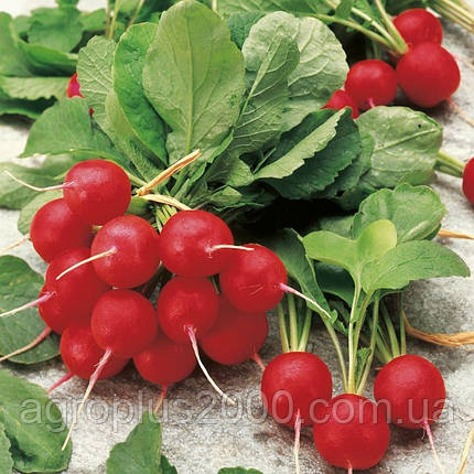 Насіння Редіс Джоллі 10 грам Clause Професійне Насіння, фото 2