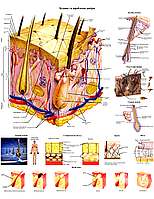 Анатомічний плакат Будова та проблеми шкіри 86×67 см Медичний плакат Плакати для дерматологів