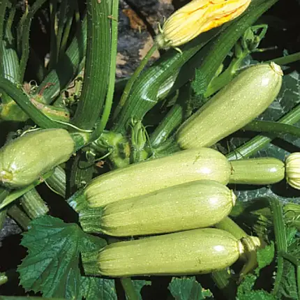 Насіння кабачка Аймаран F1 5 насіння — партенокарпік, ранній гібрид, світлий, фото 1