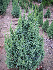 Ялівець лускатий Loderi 3 річний, Ялівець лускатий Лодери, Juniperus squamata Loderi, фото 2