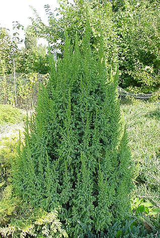 Ялівець лускатий Loderi 3 річний, Ялівець лускатий Лодери, Juniperus squamata Loderi, фото 2