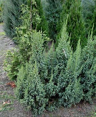 Ялівець лускатий Loderi 3 річний, Ялівець лускатий Лодери, Juniperus squamata Loderi, фото 4