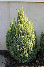 Ялівець лускатий Loderi 3 річний, Ялівець лускатий Лодери, Juniperus squamata Loderi, фото 2