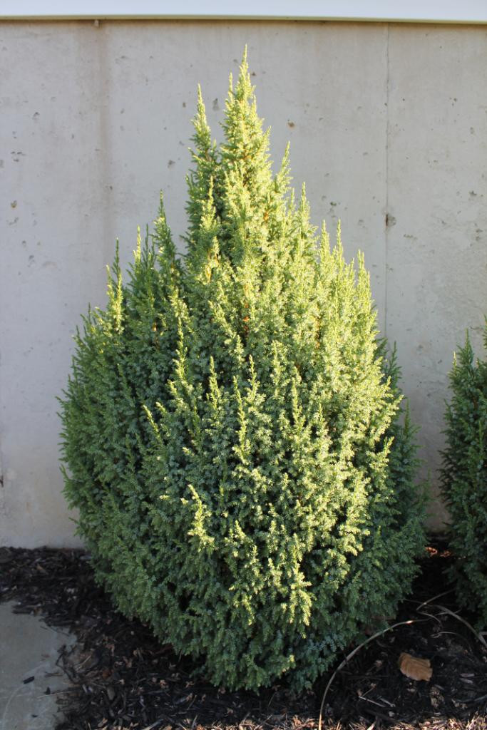 Ялівець лускатий Loderi 3 річний, Можжевельник чешуйчатый Лодери, Juniperus squamata Loderi - фото 4 - id-p448497234