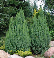 Ялівець лускатий Loderi 3 річний, Ялівець лускатий Лодери, Juniperus squamata Loderi, фото 3