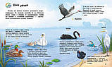 Птахи. Енциклопедія дошкільника. Каспарова Ю.В., фото 4