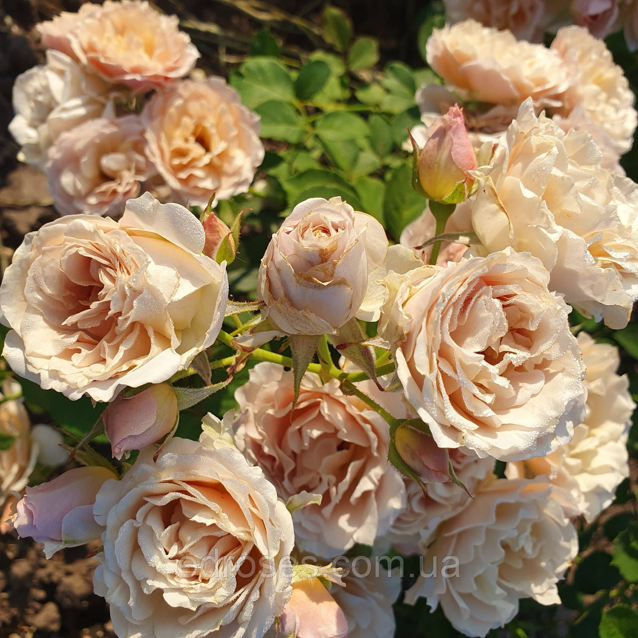 Іолі (Ioli), фото 1