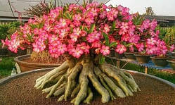 Аденіум KHZ DD (тайсокотранум, насіння, 1 шт.)