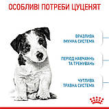 Сухий корм Royal Canin Mini Puppy для цуценят малих порід 0,8кг, фото 3
