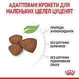 Сухий корм Royal Canin Mini Puppy для цуценят малих порід 0,8кг, фото 5