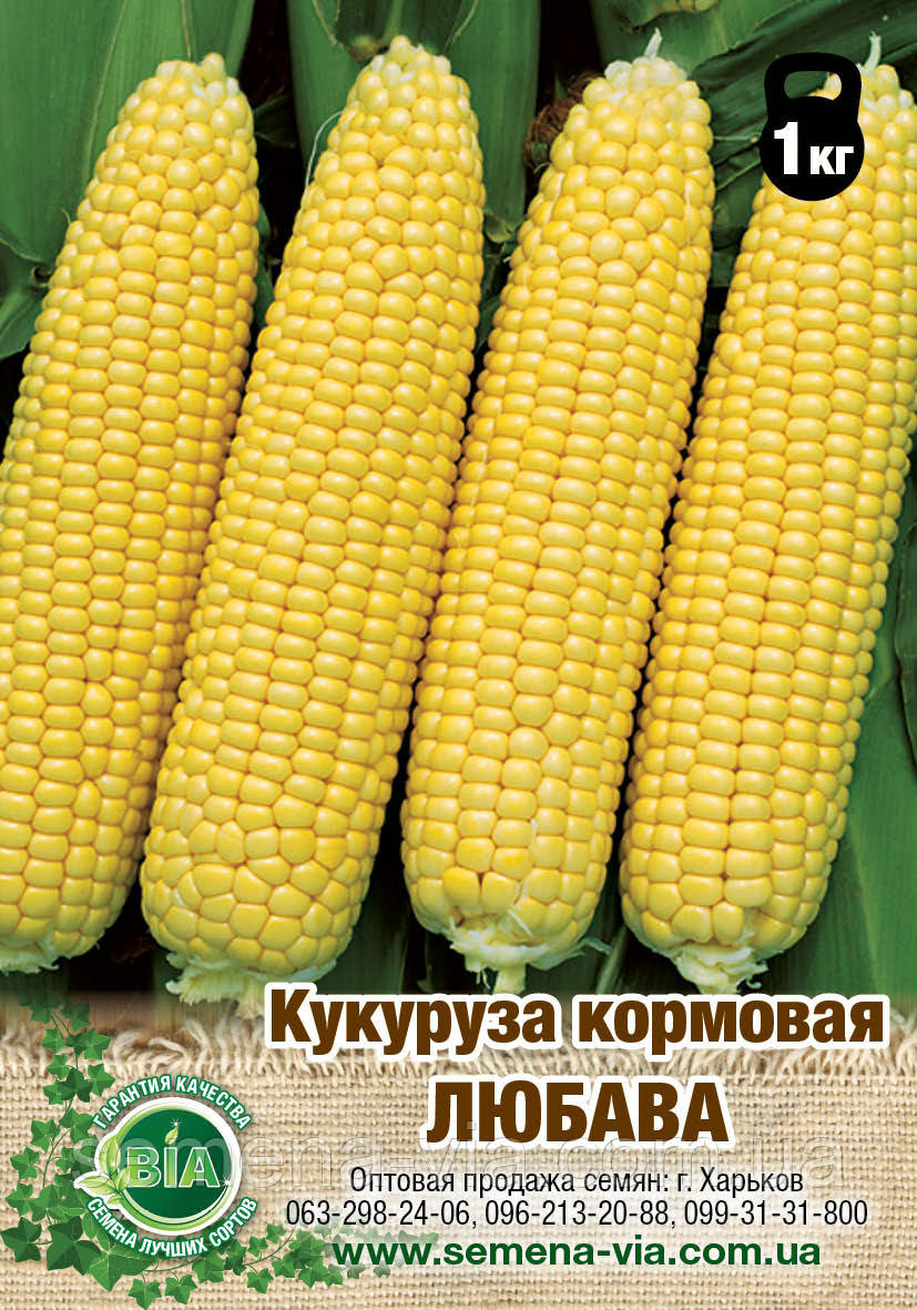 Кукуруза кормовая Любава - фото 1 - id-p363307486
