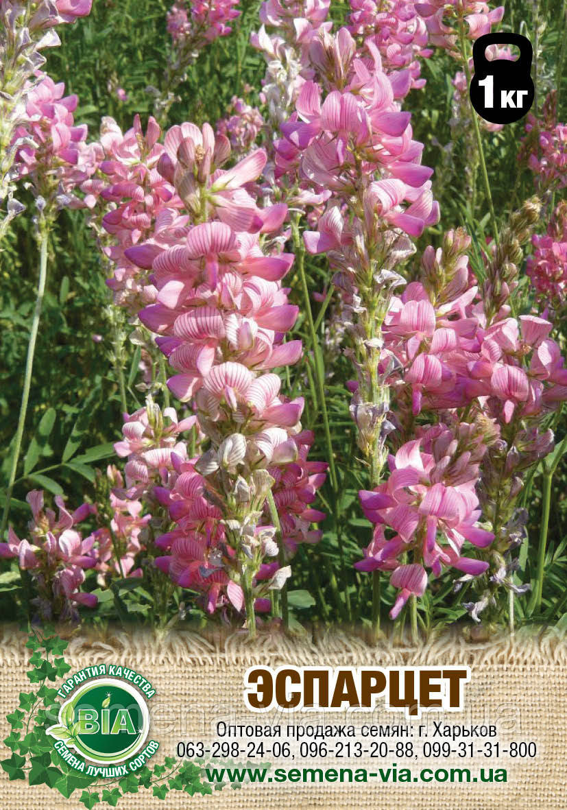 Насіння Еспарцета, фото 1