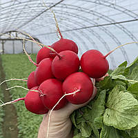 Аутелла F1 (50 000 нас.) фр. 3,2-3,4 насіння редиски Hazera Genetics