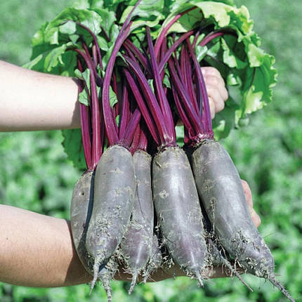 Насіння Буряк столовий Ломако 3 г, InterSeeds Rijk Zwaan, Нідерланди, фото 3