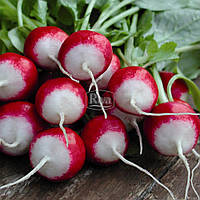 Семена Редис Красный с белым кончиком 10 граммов Riva