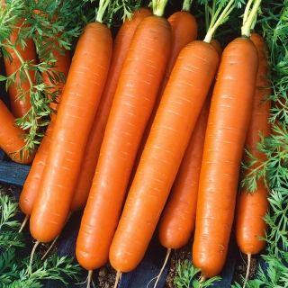 Насіння моркви Тушон 100г Коуел