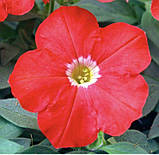 Петунія Ламбада F1 20шт / Hem Genetics, фото 3