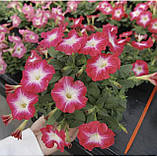 Петунія Ламбада F1 20шт / Hem Genetics, фото 4
