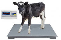 Ваги для телят без решітки 1.25х2 м