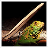 Бамбуковий вигнутий пінцет Repti-Zoo 28 см (FR09) для годування і догляду в тераріумі, фото 7