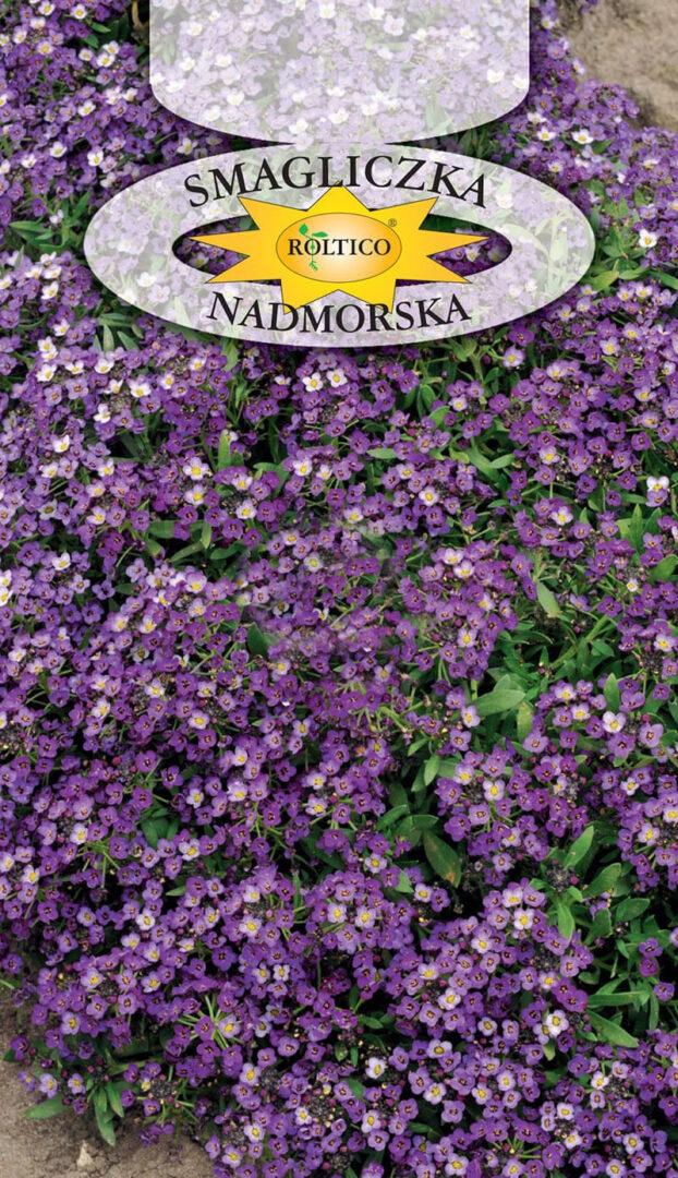 Лобулярія морська фіолетова / Smagliczka nadmorska 0,5 г Roltico Польща