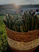 Зелена та біла спаржа - короткий опис