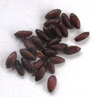 Барбарис отавський Суперба. Насіння. Ціна за 25 штук.