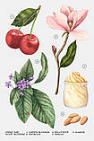 Zara Жіночий аромат  VIOLET BLOSSOM  180 мл, фото 3