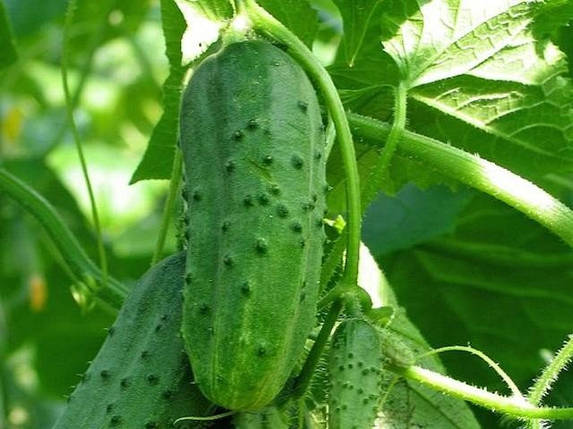 ЛЕВІНА F1 / LEVINA F1, 1000 насіння — огірок бджолозапильний, Seminis, фото 2