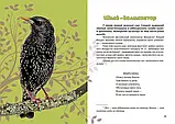 Вусохвості й лапокрилі Читанка про звірят - Володимир Верховень, фото 3