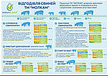 Бмвд Молкам старт для свиней 25% 25 кг, фото 2
